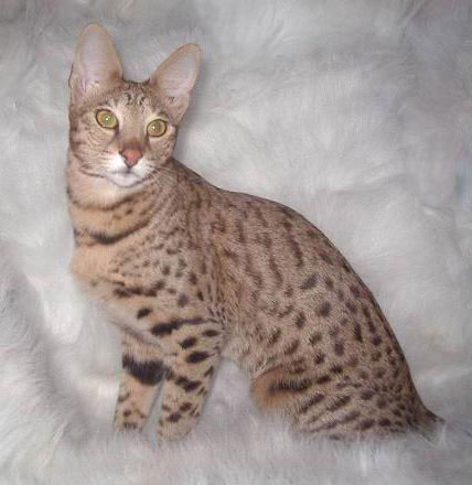 le chat